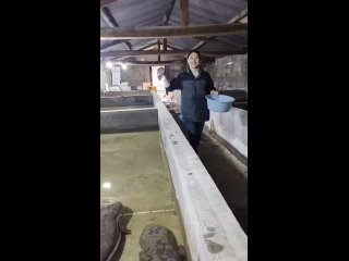 Китайская исполинская саламандра — самое крупное современное земноводное