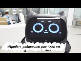 Робокошки в московских больницах