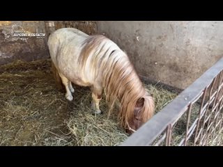 С любовью к делу и верой в лучшее  о том, как живет и развивается конный клуб в Скадовске смотри в сюжете Главное в Херсоне и