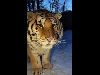 В Приморье юный тигр обнаружил фотоловушку и от удивления начал бегать