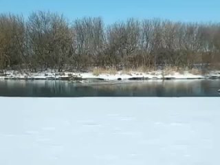 Нижегородцы засняли краснокнижных лебедей-шипунов на реке Пьяна в Перевозском округе.
