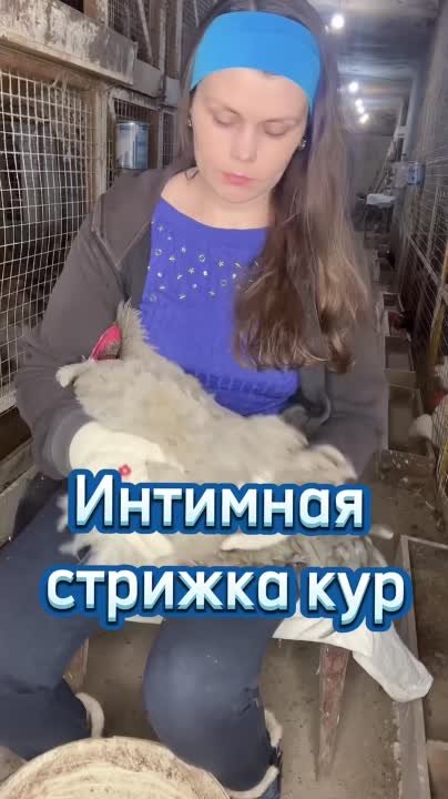 интимная стрижка кур