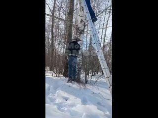 В Тамбовской области шокированные очевидцы обнаружили повешенного человека на деревеВыяснилось, что парень не смог пережить ра