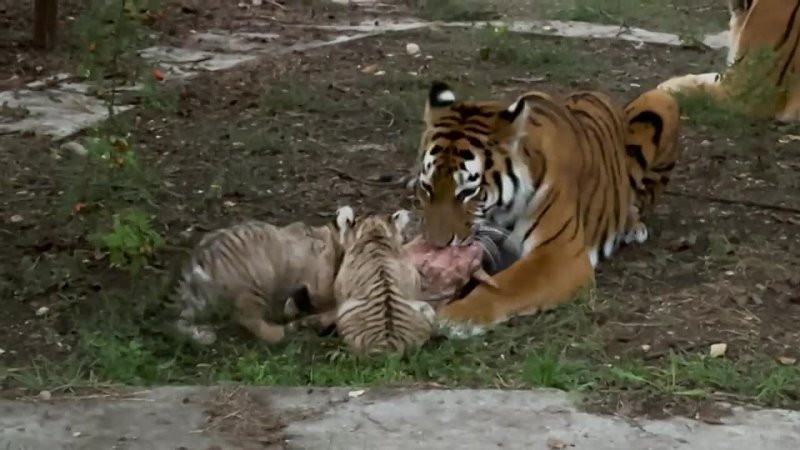 ТИГР ОТЕЦ СЛЕДИТ, как мать тигрица учит малышей есть мясо.
