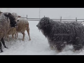 Бородатый колли Джипси Пират .mp4