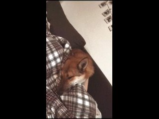 Видео от Помощь собачке Луне