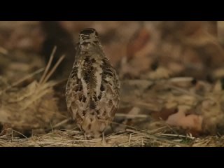 Звуки природы. Пение птиц Американский Вальдшнеп.