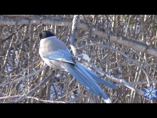 Птицы разные зимой/VID-и мои наблюдения возле дома!