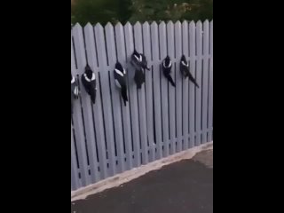 Забор - ловушка