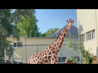 В ростовском зоопарке умерла жирафа Елизара — или Лизонька, как её ласково называли сотрудники.