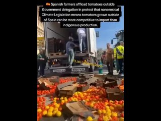 ♨️ Испанские фермеры выгружают помидоры возле правит