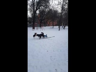 Видео от Маленький йорк- большая собака. Дарси