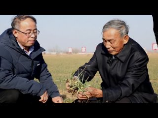 Китаискии депутат и селекционер Го Цзинькао готовит пакет мер по повышению урожаиности зерновых