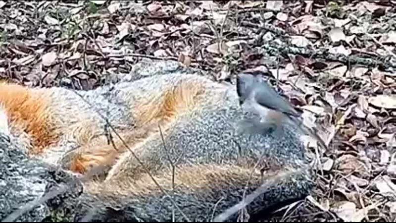 Titmouse collecting fox fur from a sleeping fox for its