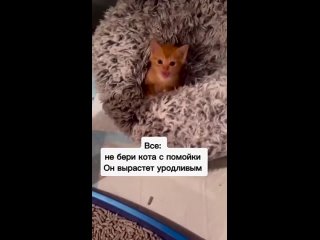 Некрасивых котов не бывает. ❤