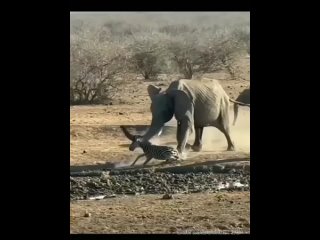 Слоны затоптали зебру