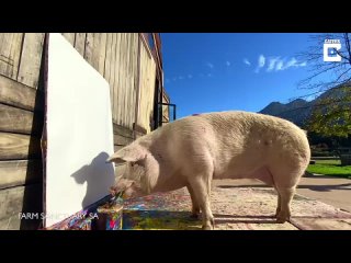 Сегодня умер свин-художник по кличке Пигкассо — за 8 лет жизни он заработал на картинах больше 1 миллиона долларов1