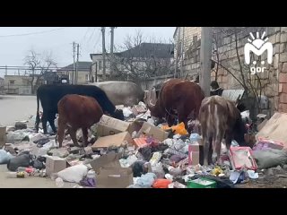 В Дагестанских Огнях местные коровы уничтожают стихийные свалки, поедая отходы