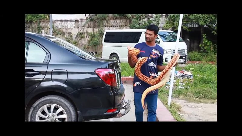 King cobra snake Prank Fake snake Prank