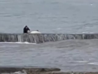 В Сочи женщину едва не смыло в море во время попытки спасти мертвого дельфина