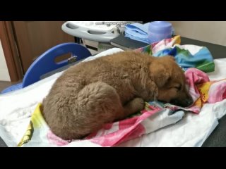 В Новосибирске спасли щенка, который застрял под досками, на территории лесопилки.