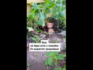 Некрасивых котиков не бывает