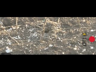 Эпичные кадры на которых очередной ВСУ-шник на Артемовском направлении попытался скрыться от российского FPV-дрона