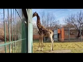 Умерла еще один долгожитель ростовского зоопарка - жираф Ротшильда Елизара