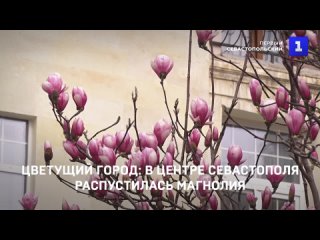 Цветущий город: в центре Севастополя распустилась магнолия