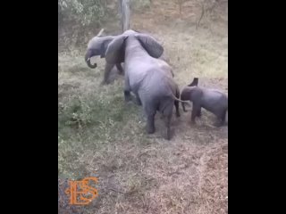 Типичная оборонительная тактика слоновьего стада.