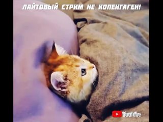 ⚡ЛАЙТОВЫЙ СТРИМ