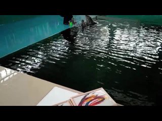 Дельфины Яша и Яна рисуют картины для посетителей выставки “Россия“ на ВДНХ