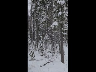 Video by Катания на снегоходах “Мотолайф“