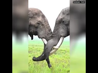 Стадо слонов всегда возглавляет самая старая и опытная самка. Звериный позитив