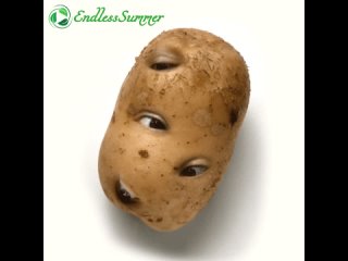 Внимание – картофель!