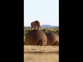 [AnimalisTop] Животное с панцирем
