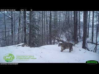 В Саяно-Шушенском заповеднике поделились новым видео со снежным барсом