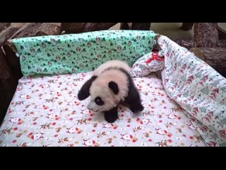 🐼 Вернёмся к нашим пандам…Малышке из Московского зоопарка, наконец, выбрали имя!
