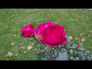 Афанасий Фет Октябрьская роза