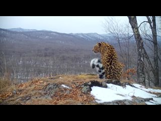 Утренняя прогулка от Дальневосточного леопарда