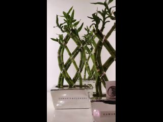 LUCKY BAMBOO