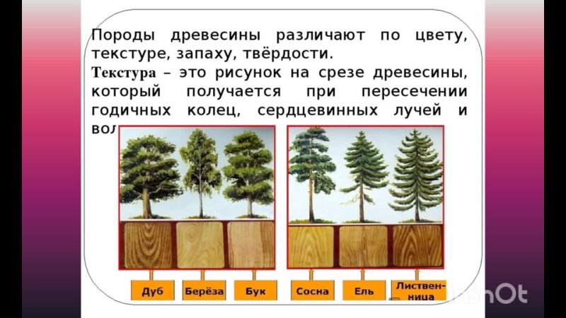 Хвойная части слова