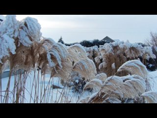 Video by Донские Травы