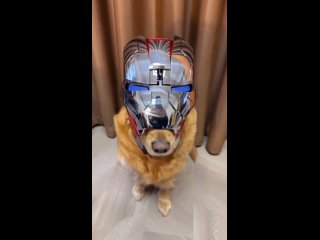 Китайский умелец создал для своего пса шлем Тони Старка