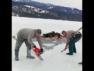Спасение оленей из ледового плена, штат Вайоминг, США