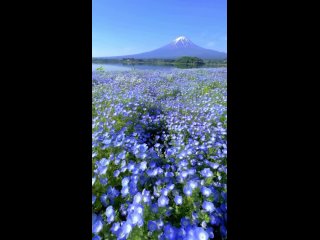 Гора Фудзи и её окружение 😍🏔🌸🌼✨