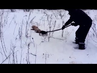 В Самаре спасли лису, хвост которой вмерз в снег