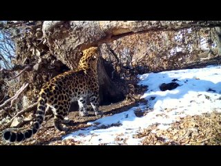 Леопард трётся о дерево в нацпарке в Приморском крае