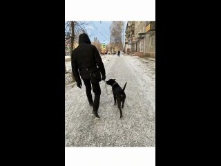Помните хозяина питбуля, который натравил своего пса на безобидную собачку в Свердловской области Так вот его нашли, набили е