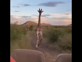 Длинноногий жираф решил поиграться с туристами и погнался за их машиной. Люди испугались, зато кадр впечатляющий!